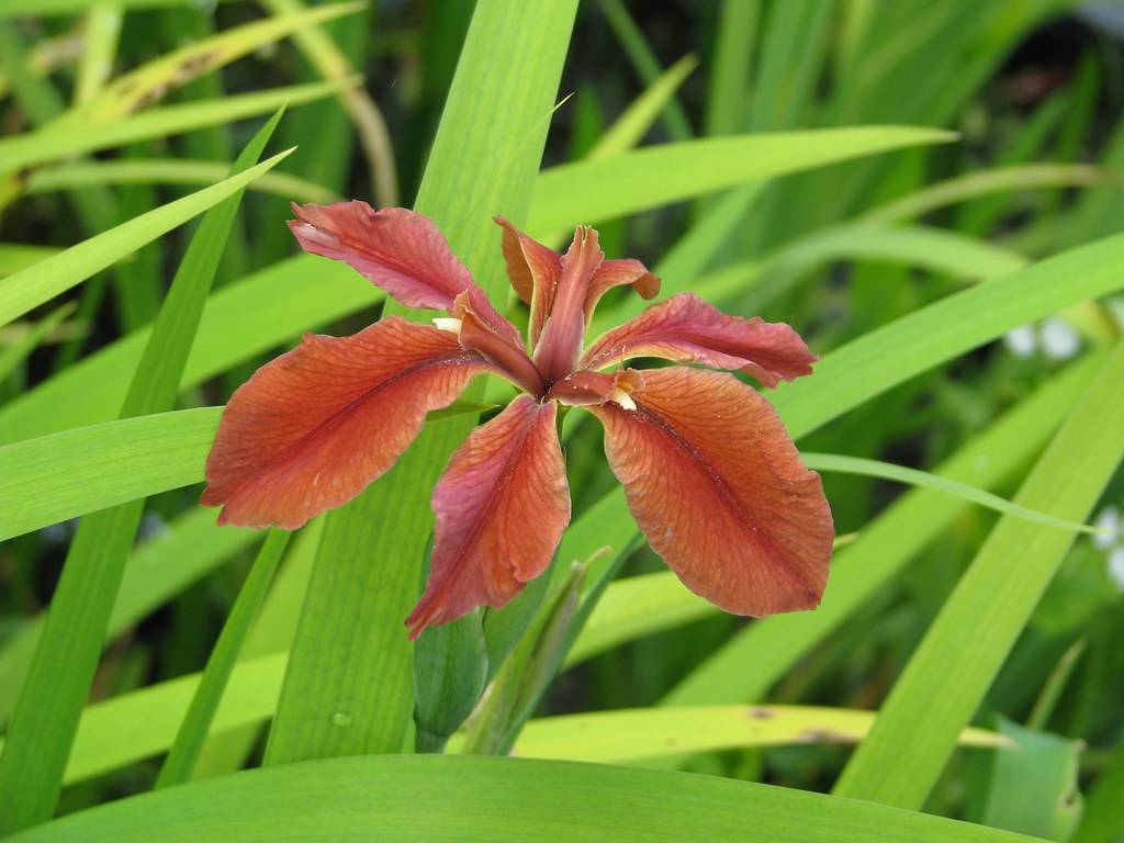 red-brown flower with green, narrow, long leaves, green sepal and green stem