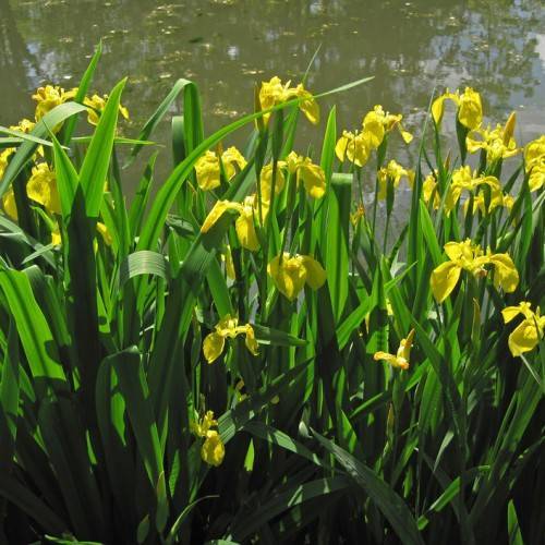 yellow flowers with green leaves and stems