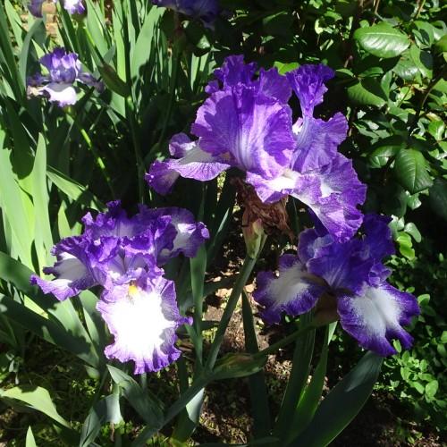 Violet flower with white center, green petiole, green leaves and stems