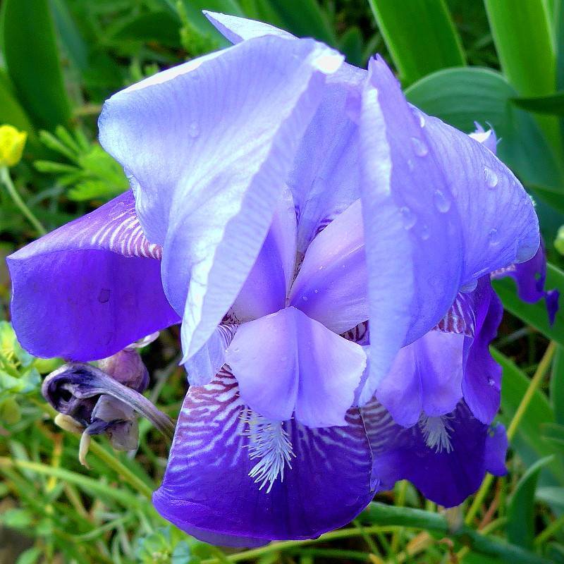 patterned blue-purple flower, green stem, and green leaves 