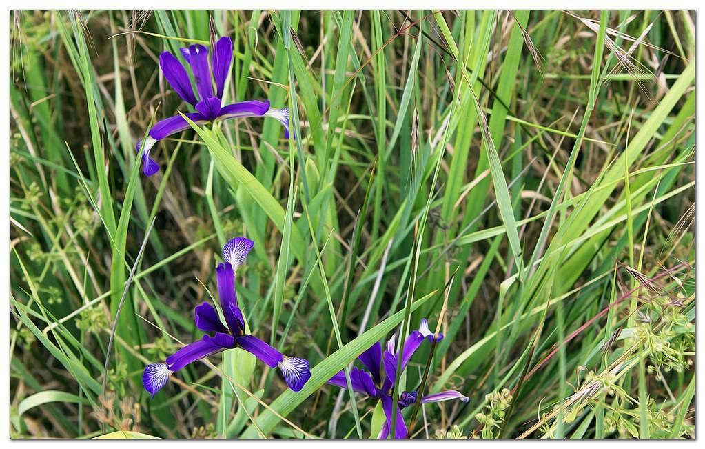 violet-white-yellow flowers green stem, and green, narrow leaves