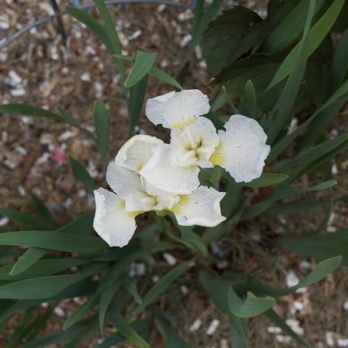 white-yellow flowers and dark green long, narrow, lanceolate leaves