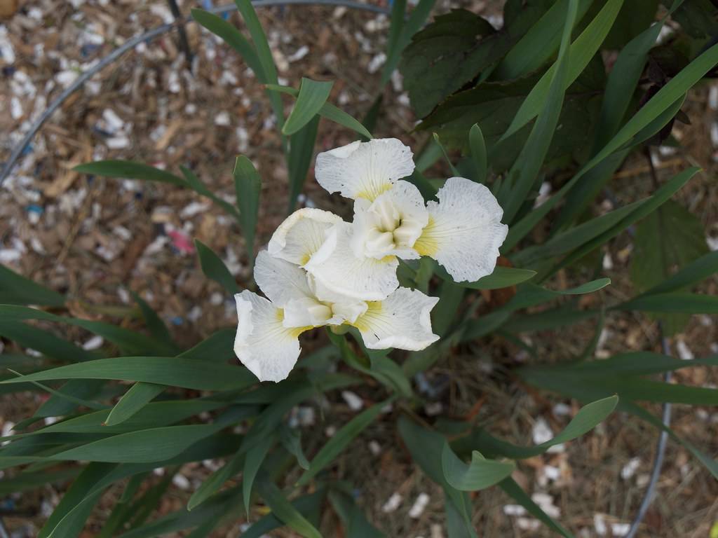 white-yellow flowers and dark green long, narrow, lanceolate leaves
