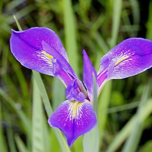 Violet-yellow flowers with green leaves.