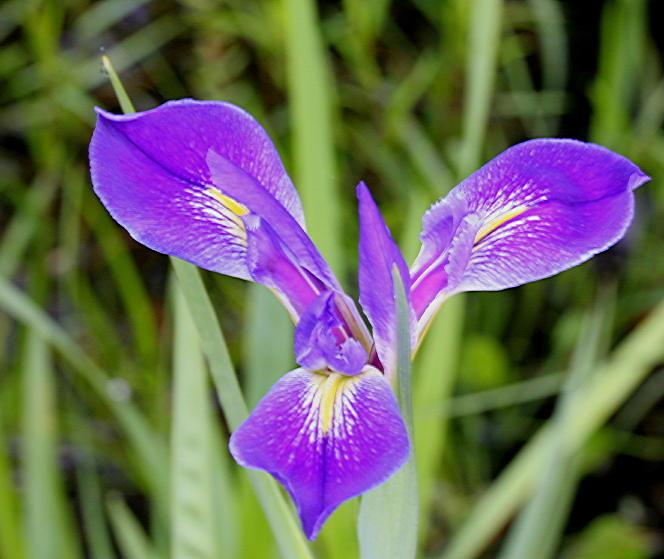 Violet-yellow flowers with green leaves.