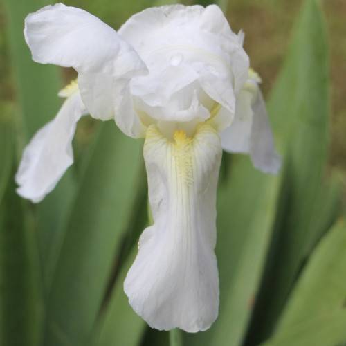 white-yellow ruffled flowers with dark green long, narrow, lanceolate leaves