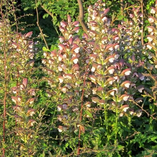 Striking perennial plant with large, white-brown flower and tall green stems with green leaves.