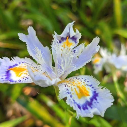 classic white-blue-yellow, smooth, iris-shaped flower