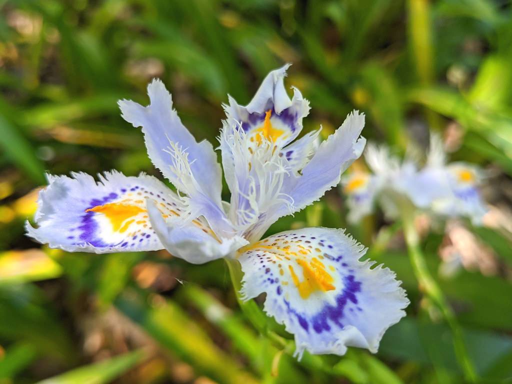 classic white-blue-yellow, smooth, iris-shaped flower
