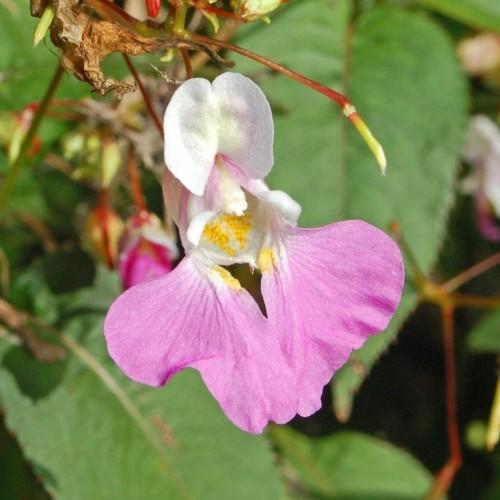 Pink-white flower with bud, yellow anthers, white stigma and maroon stems with green leaves.