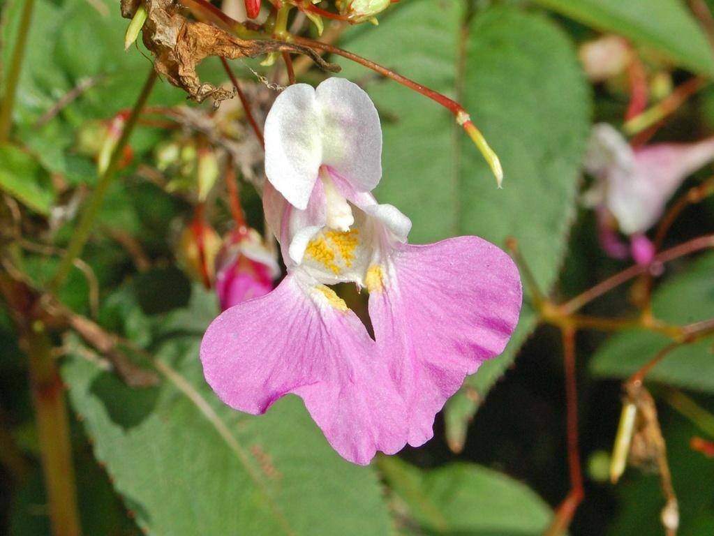 Pink-white flower with bud,  yellow anthers, white stigma and maroon stems with green leaves.
