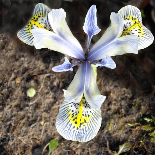 Blue-white flowers with yellow-white center and green leaves