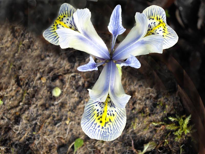 Blue-white flowers with yellow-white center and green leaves