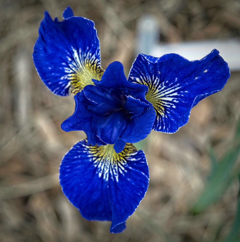 vibrant blue flower with   three upright, ruffled standards and three drooping falls with yellow and white  intricate patterns