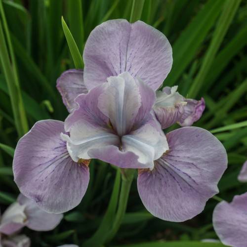 lavender, iris-shaped flower with green stem, green, long, narrow leaves
