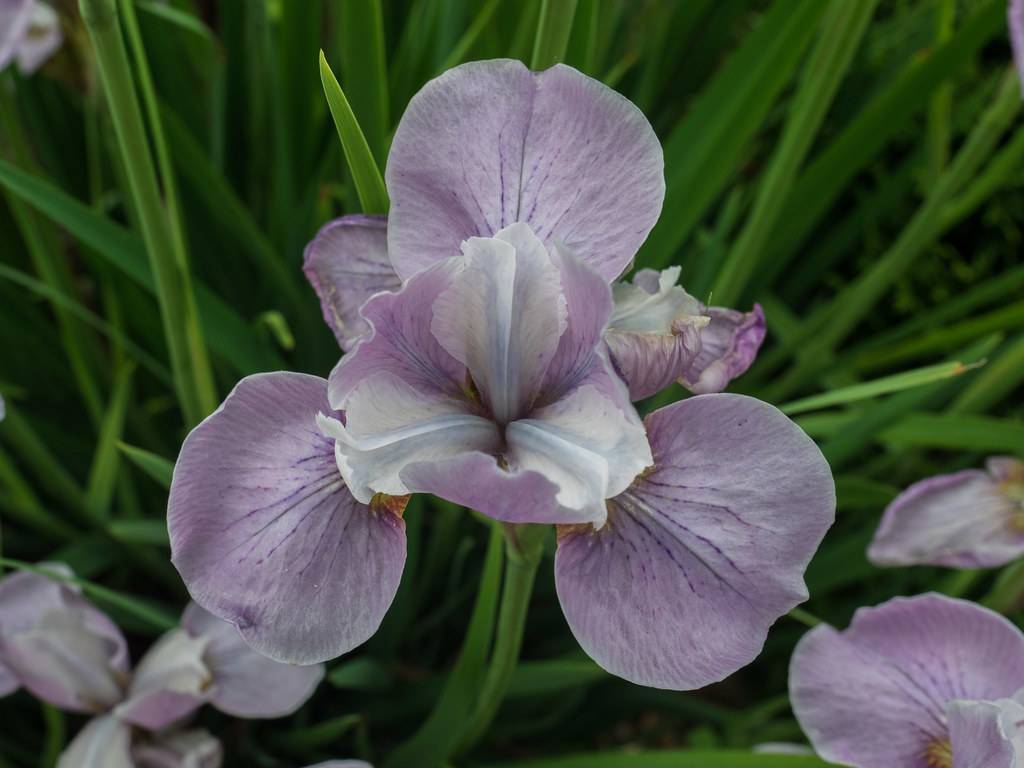 lavender, iris-shaped flower with green stem, green, long, narrow leaves
