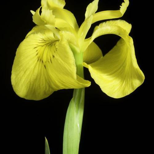 lime-yellow flower with classic iris shape and creamy green stem