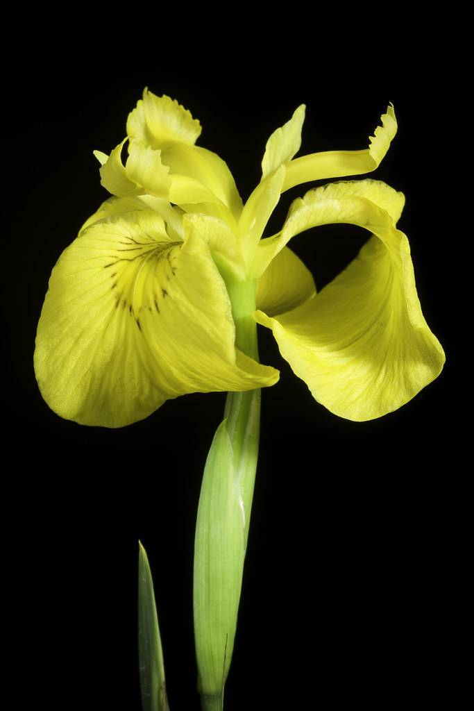 lime-yellow flower with classic iris shape and creamy green stem