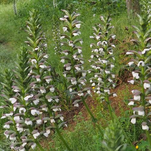 Short green stems full of white-brown flowers with green leaves.