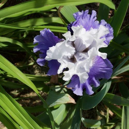 white and marine blue flower with ruffled petals, and long, narrow, green leaves