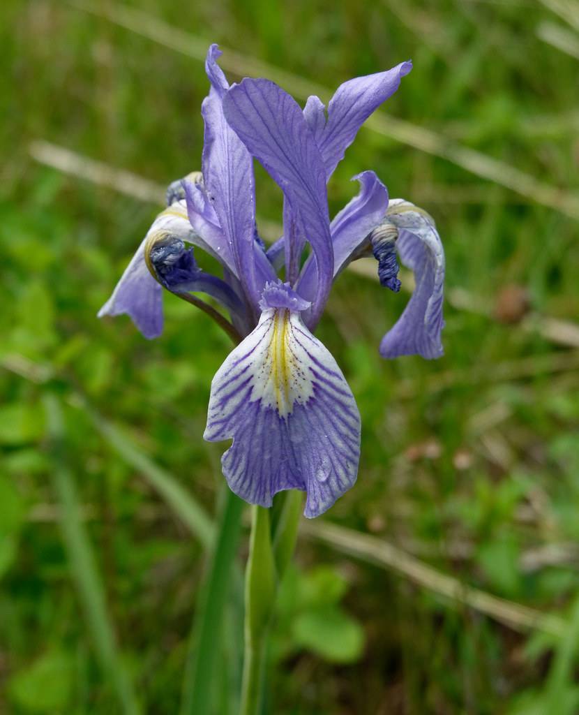 purple-blue-yellow-white flower, and green stem