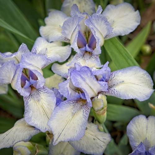 white-blue flowers with blue edges, blue veins, and long, green leaves