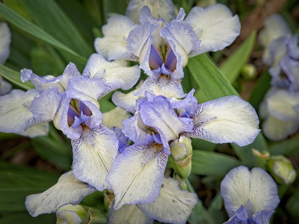 white-blue flowers with blue edges, blue veins, and long, green leaves