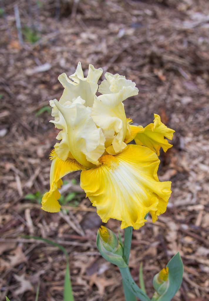 pale-white flower with ruffled, cream-colored standards, yellow falls, green bud, and green stem