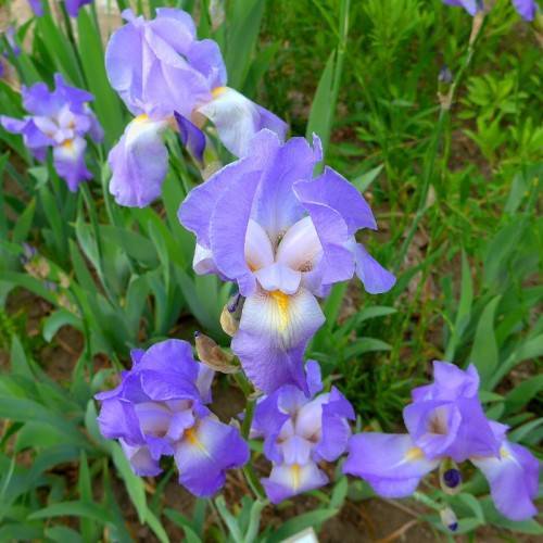 white-blue-yellow flowers with green stems, and green, grass-like leaves