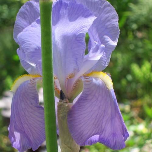 yellow-white-purple-blue flower with green stems