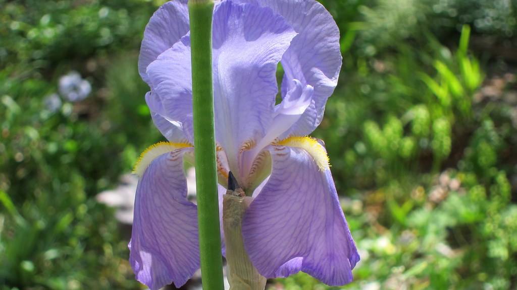  yellow-white-purple-blue flower with green stems 