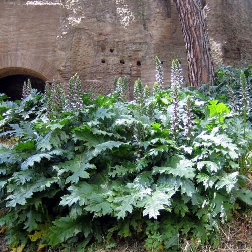 green foliage