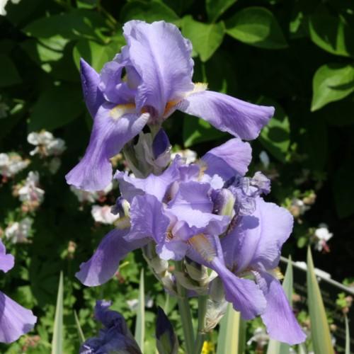Violet flowers with yellow anthers and white filaments, green stems and leaves.