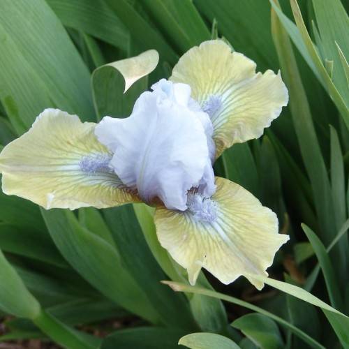 sky-blue-creamy flower, and dark-green leaves