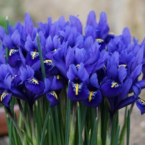 bunch of royal-blue-yellow flowers with blue-green stems