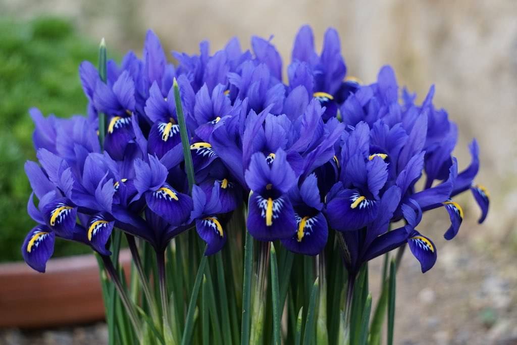 bunch of royal-blue-yellow flowers with blue-green stems