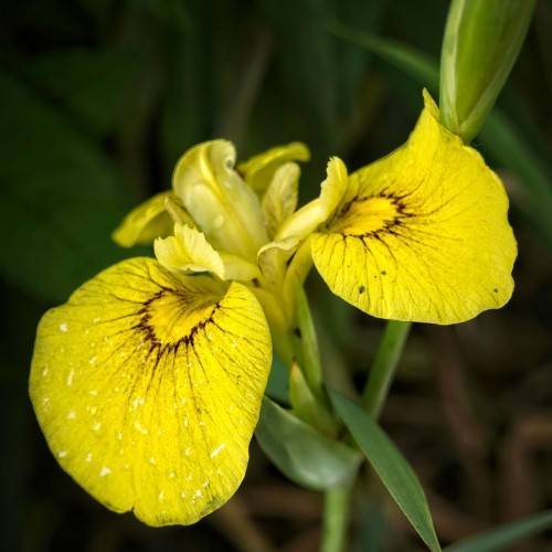 yellow-brown, iris-shaped flower with yellow-green buds, and green stems