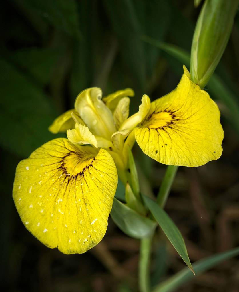 yellow-brown, iris-shaped flower with  yellow-green buds, and green stems
