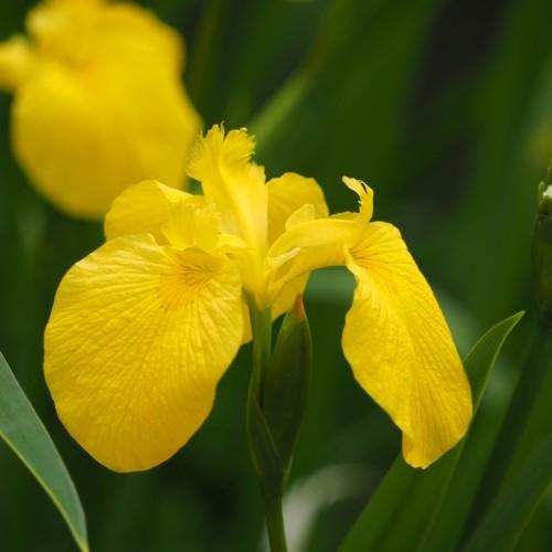 Yellow flower with green stems, green petiole, green bud and leaves.