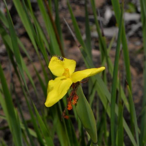 yellow flower with long, green, spear-like leaves, and fly sitting on it