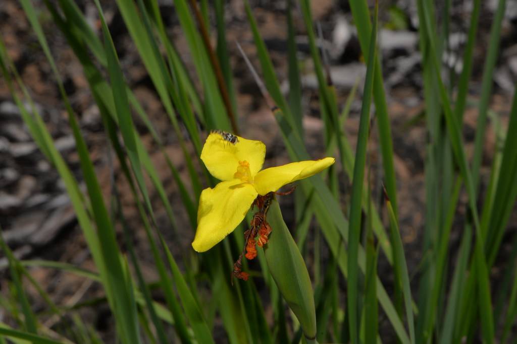 yellow flower with long, green, spear-like leaves, and fly sitting on it