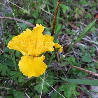 vibrant yellow, ruffled, iris-shaped flower with green, grass-like leaves