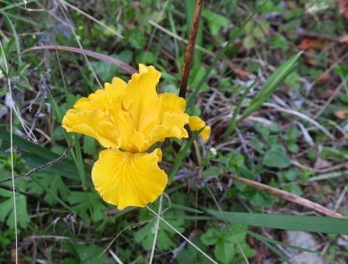 vibrant yellow, ruffled, iris-shaped flower with green, grass-like leaves
