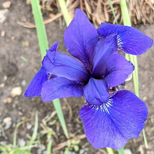 Indigo flower with white center and green leaves.