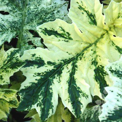 yellow-green leaves