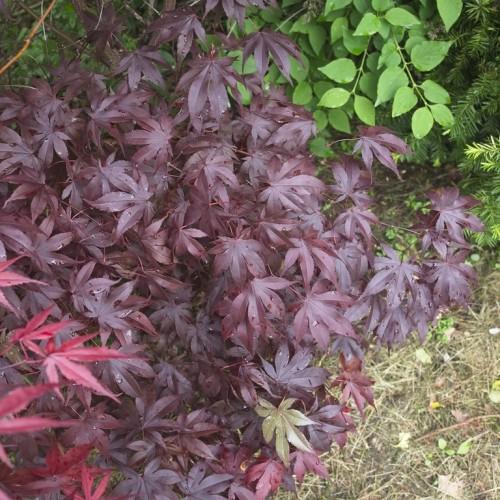 Maple-shaped purple leaves having purple stems at the center growing out of the soil.