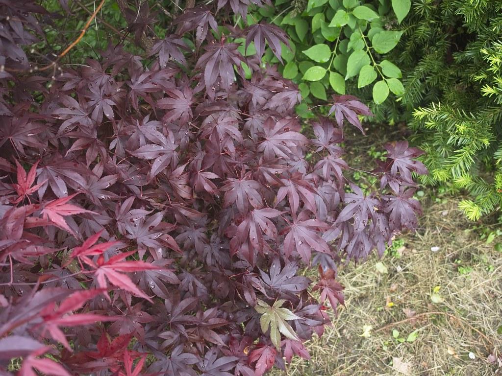 Maple-shaped purple leaves having purple stems at the center growing out of the soil.