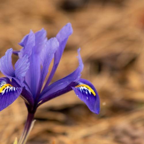 yellow-white-blue, flower with violet stalk