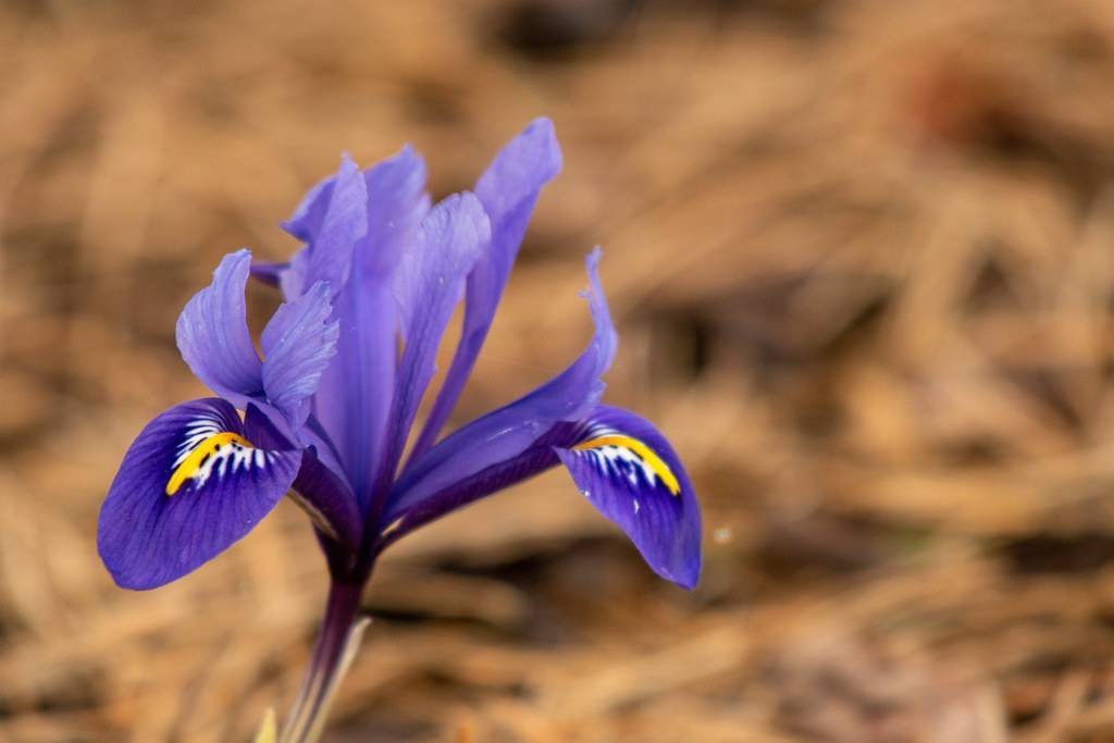 yellow-white-blue, flower with violet stalk