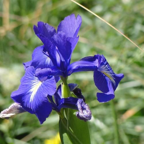 Blue flower with yellow-white center, green petiole, green leaves and stem.